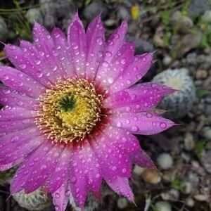 Vibrant Pink Cactus Flower 8x10 print